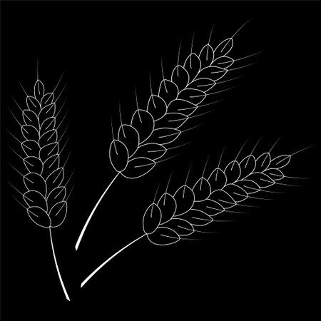 Vector drawing of a wheat spike.のイラスト素材