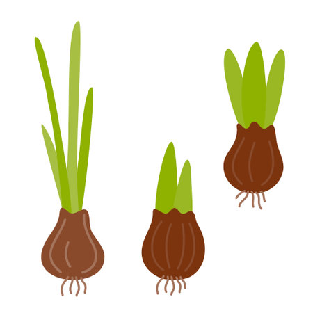 Bulbs. Seeds, seedlings. Planting and growing plants. Vector illustration on a white background.のイラスト素材