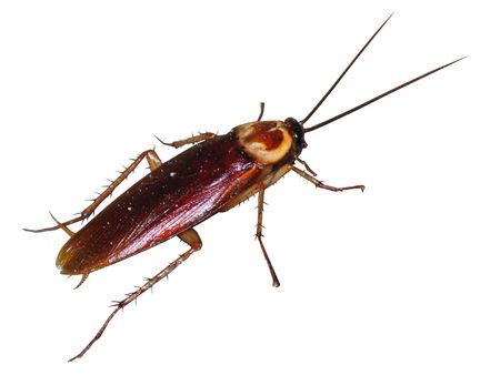 red roach close-up view isolated