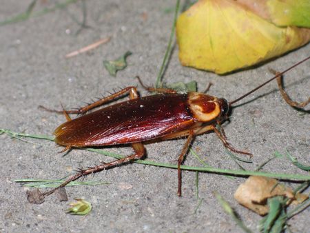 red roach crowling 