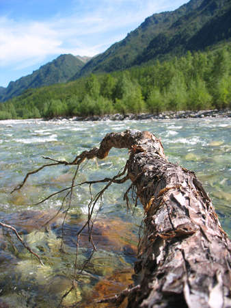 pine root branch over the streamの写真素材