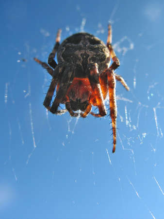 spider on blue sky backgroundの写真素材