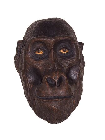 Gorilla wooden mask from suhumの写真素材