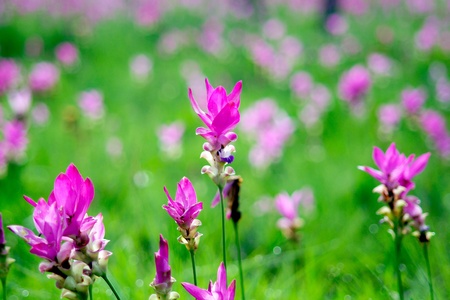 Pink Siam Tulip flower Field blossom once a yearの写真素材