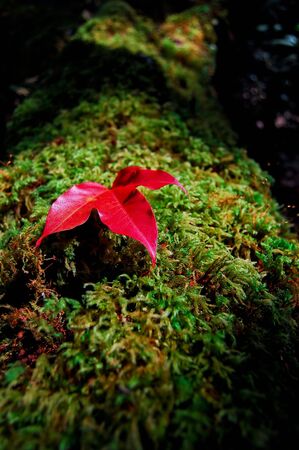 Red maple leaf on green moss の写真素材