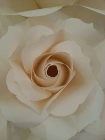 inside shadow of white rose paper の素材