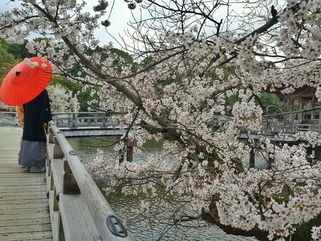 Japanese lover viewing sakura 