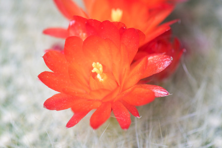 macro close up of cactus  flower ; selective focus on foregroundの写真素材