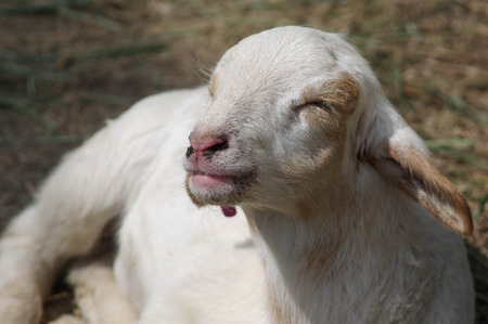 Lamb lying down on grass and close the eye that look like smile