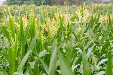 Field of blooming corn; selective focus on center