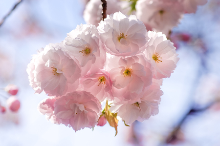 macro close up of Cherry Blossom flower at japant mint,Osaka  ; selective focus on foregroundの写真素材
