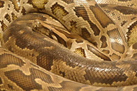 Close up of Python reticulatus, coiled up 