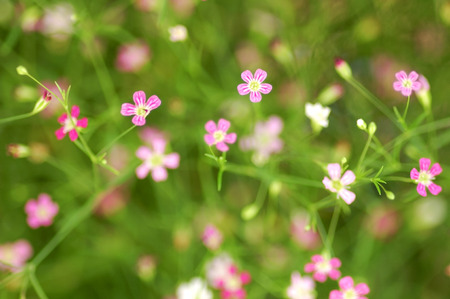 Cute little flower Gypsophila paniculata Lselective focus on foregroundの写真素材