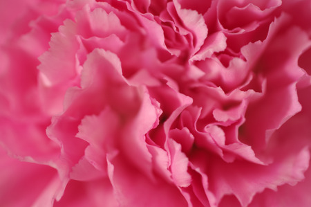 macro closeup of  pink carnation flower with selective focusの写真素材