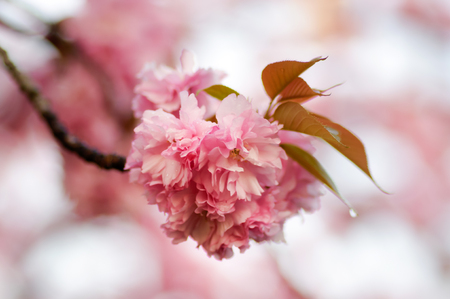 Yaezakura  Doublelayer Cherry Blossomの写真素材