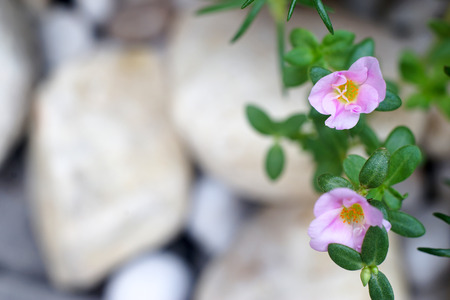 Common Purslane flower and blurred stone background for copy space