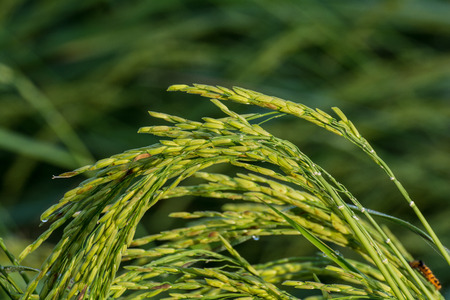 Close up green rice field  in the morning at  Nong chim  village Chanthaburi  Thailand.