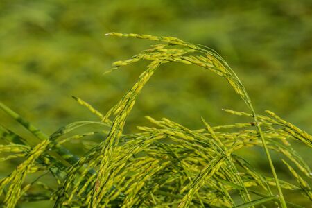 Close up green rice field  in the morning t  Nong chim  village Chanthaburi  Thailand.の写真素材