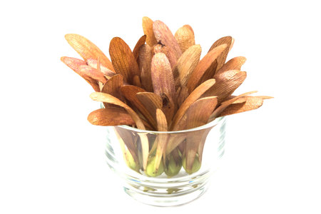 seeds of dipterocapus alatusの写真素材