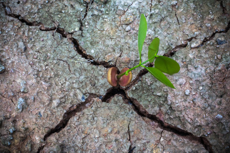 Tree growing through crackの写真素材