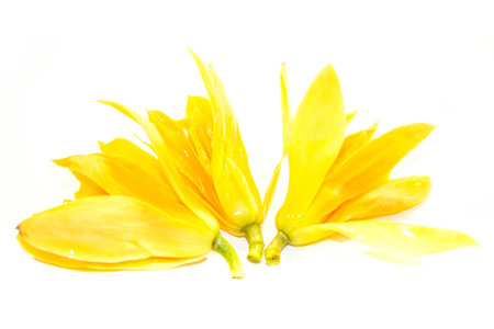 Champaka flower isolate on white backgroundの写真素材