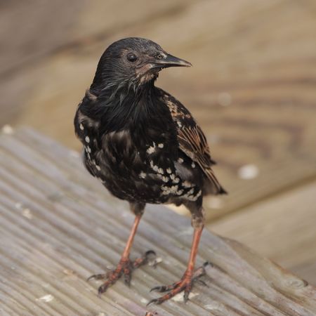 Starling on the prowlの写真素材