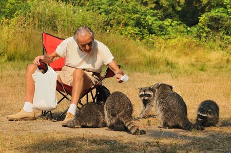 Old man feeding raccoonsの写真素材