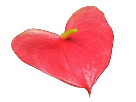 Heart-shaped anthurium leafの写真素材