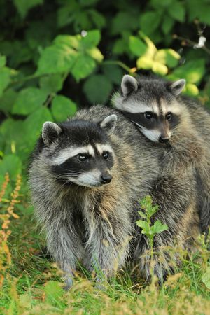 Raccoon parent and kidの写真素材