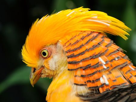 Portrait of a pensive golden pheasantの写真素材