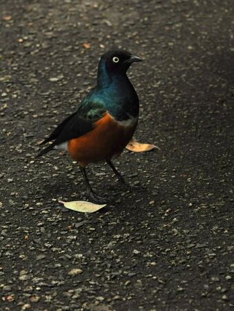 African Superb Starling crossing the roadの写真素材