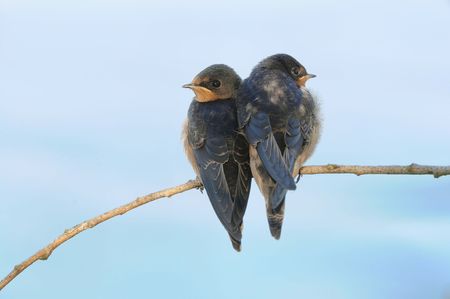 A pair of juvenile Barn Swallowsの写真素材
