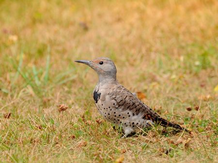 Female Northern Flicker checking out for foodの写真素材