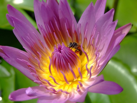 Bee in flowerの写真素材