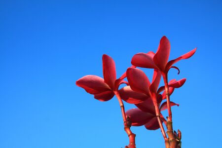Beautiful flowers in Thailandの写真素材