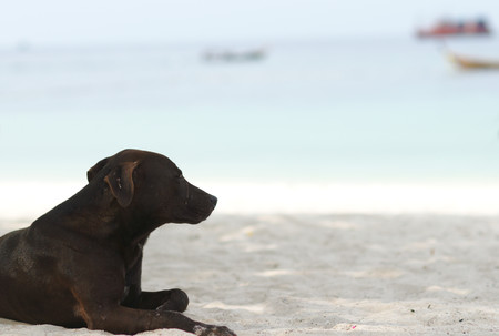Poor Homeless Dog sitting on the beach looking outsideの写真素材