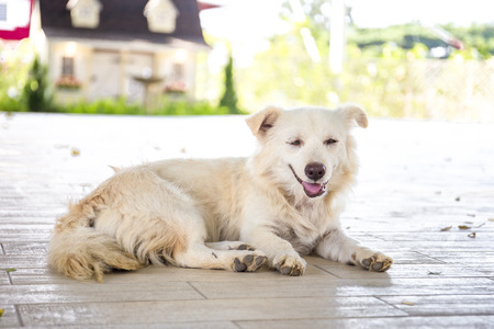The dog has a rest on a floor