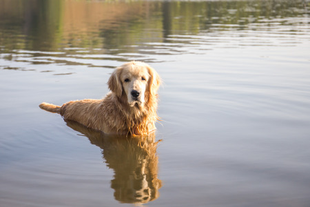 Golden Retriever in the lakeの写真素材