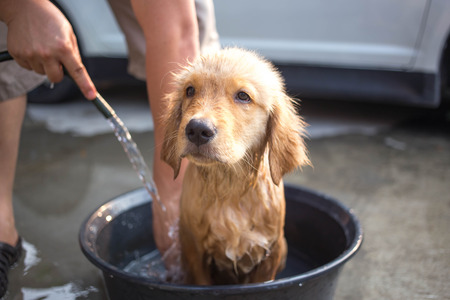 Golden retriever puppy gets a bathの写真素材