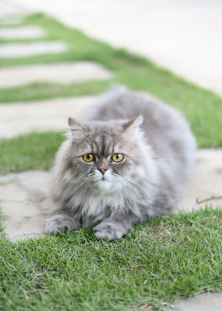 Persian cat relax on green grassの写真素材