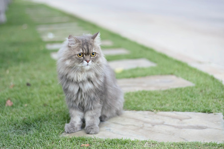 Persian cat relax on green grassの写真素材