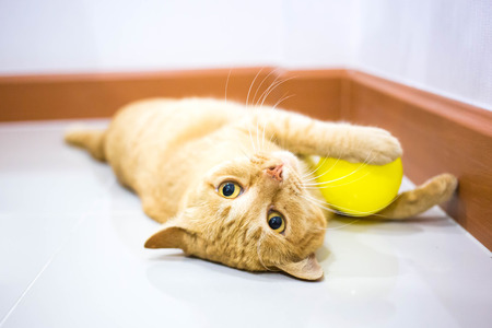 cat playing with ball on a floorの写真素材
