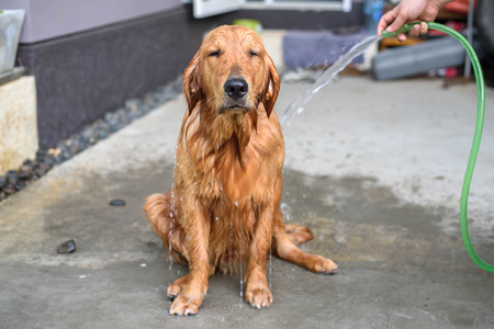 Golden retriever puppy gets a bathの写真素材