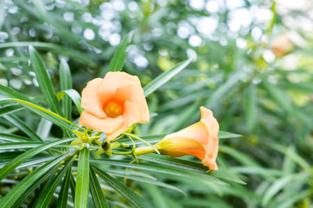 Orange flower on blur green backgroundの写真素材