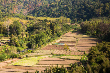 Terraced rice on Mountain, Nan Province, Northern of Thailand.