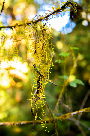 mos on tree in forest, Thailand.の写真素材