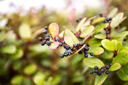 A medium shot of a field of Blueberriesの写真素材