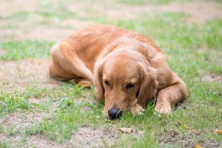 Golden Retriever dog on green grassの写真素材