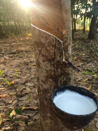 Milky latex extracted from rubber treeの写真素材