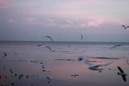 seagull of Thailandの写真素材